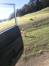 Found/Stray Unknown Dog last seen On Redbanks rd (exit 10) at Lamar (hwy 78) , DeSoto County, MS 38611