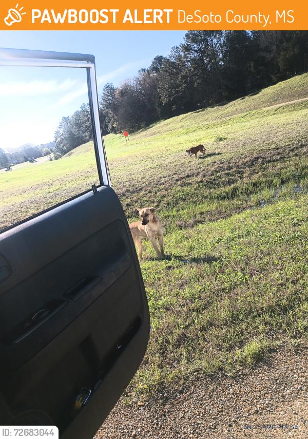 Found/Stray Unknown Dog last seen On Redbanks rd (exit 10) at Lamar (hwy 78) , DeSoto County, MS 38611