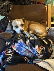 Found/Stray Male Dog last seen High school, Oklahoma City, OK 73129