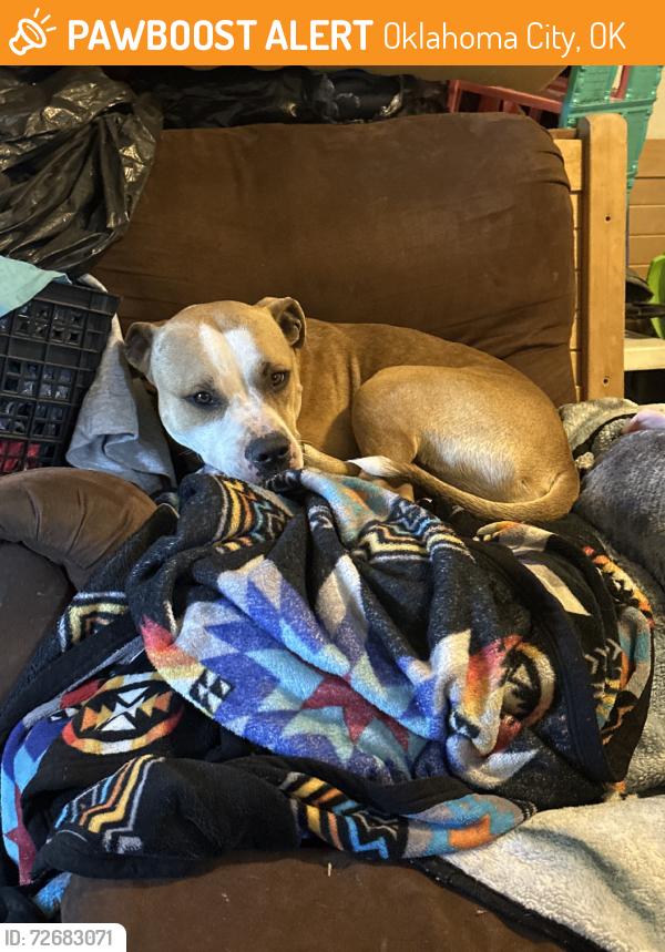 Found/Stray Male Dog last seen High school, Oklahoma City, OK 73129
