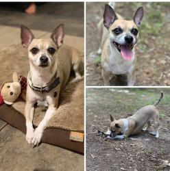 Lost Female Dog last seen Near st Little Rock , Little Rock, AR 72204