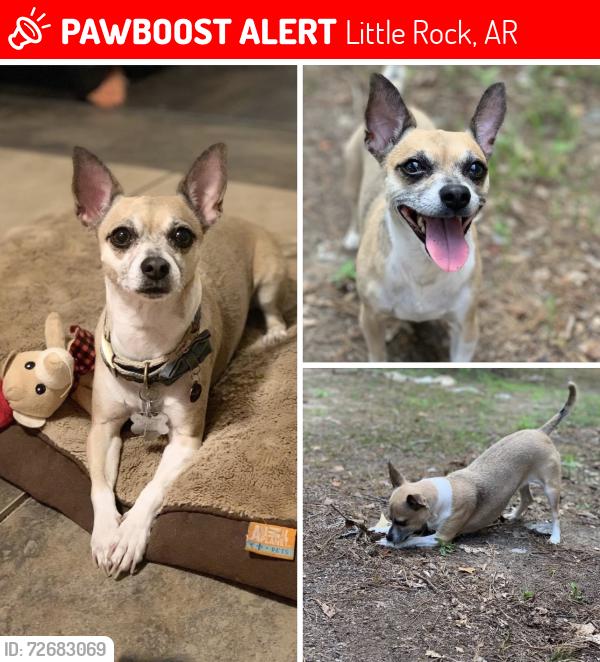 Lost Female Dog last seen Near st Little Rock , Little Rock, AR 72204