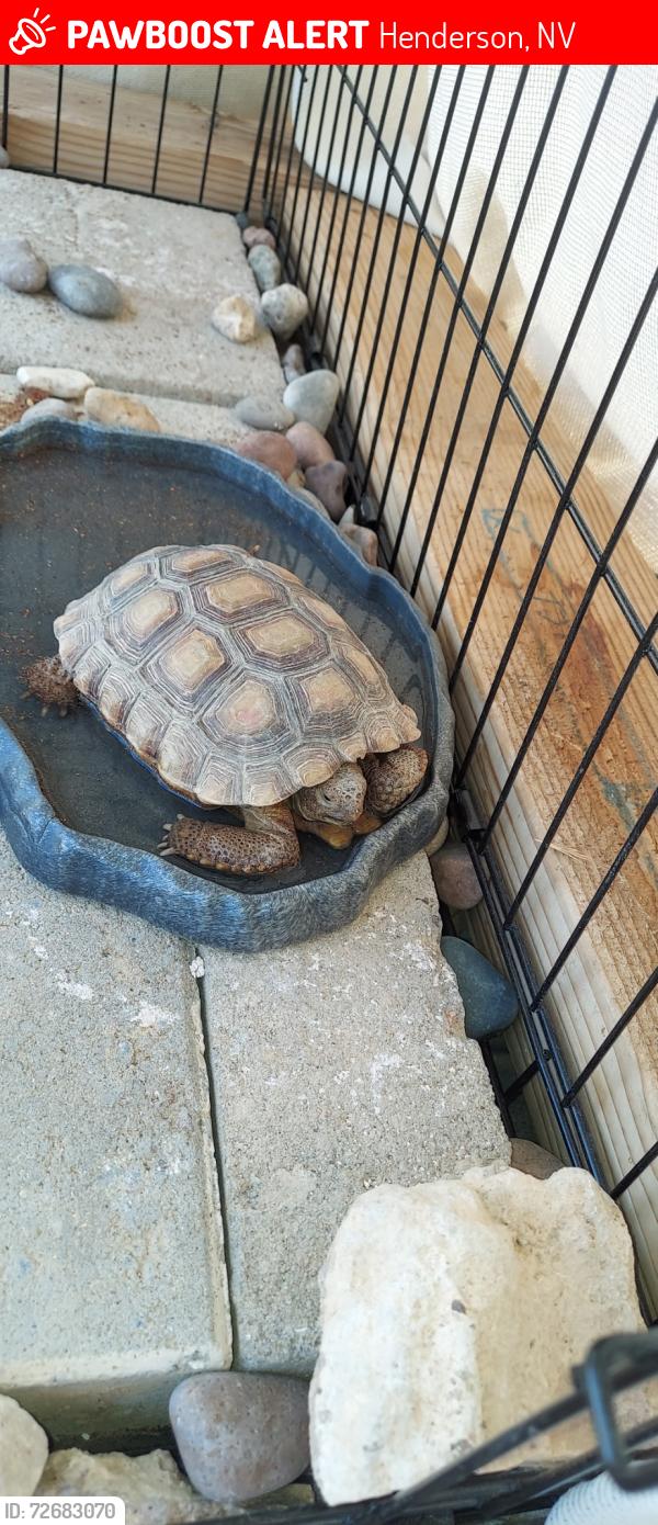 Lost Unknown Reptile last seen Pueblo, Henderson, NV 89015