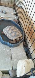 Lost Unknown Reptile last seen Pueblo, Henderson, NV 89015