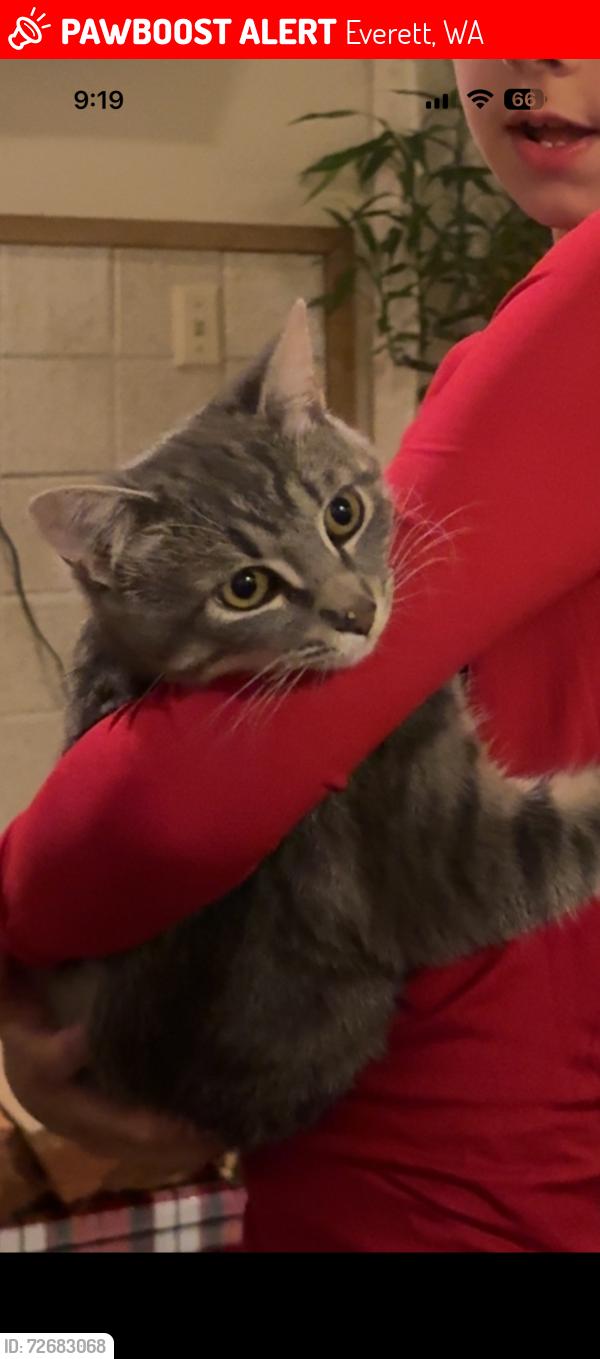 Lost Male Cat last seen Hampton court apmt Everett , Everett, WA 98204