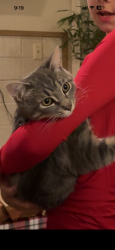 Lost Male Cat last seen Hampton court apmt Everett , Everett, WA 98204