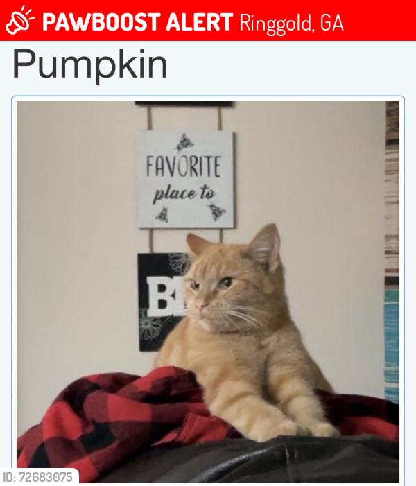 Lost Female Cat last seen Three Knotch Ringgold GA 30736, Ringgold, GA 30736
