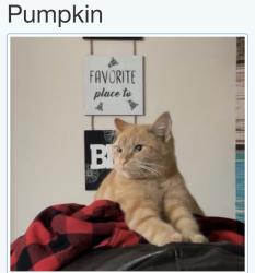 Lost Female Cat last seen Three Knotch Ringgold GA 30736, Ringgold, GA 30736