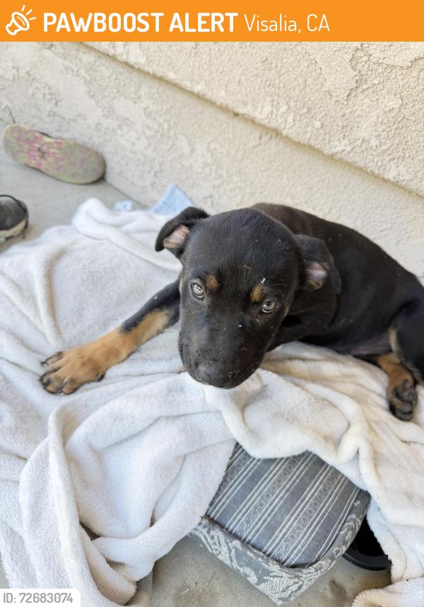 Found/Stray Male Dog last seen Ruiz Park, Visalia, CA 93292