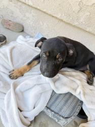 Found/Stray Male Dog last seen Ruiz Park, Visalia, CA 93292