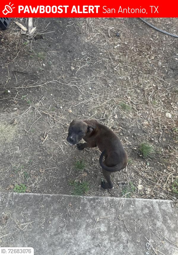 Lost Male Dog last seen Ventura neighborhood , San Antonio, TX 78244