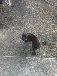 Lost Male Dog last seen Ventura neighborhood , San Antonio, TX 78244
