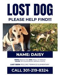Lost Female Dog last seen Rolling Terrace Elementary School, Silver Spring, MD 20910
