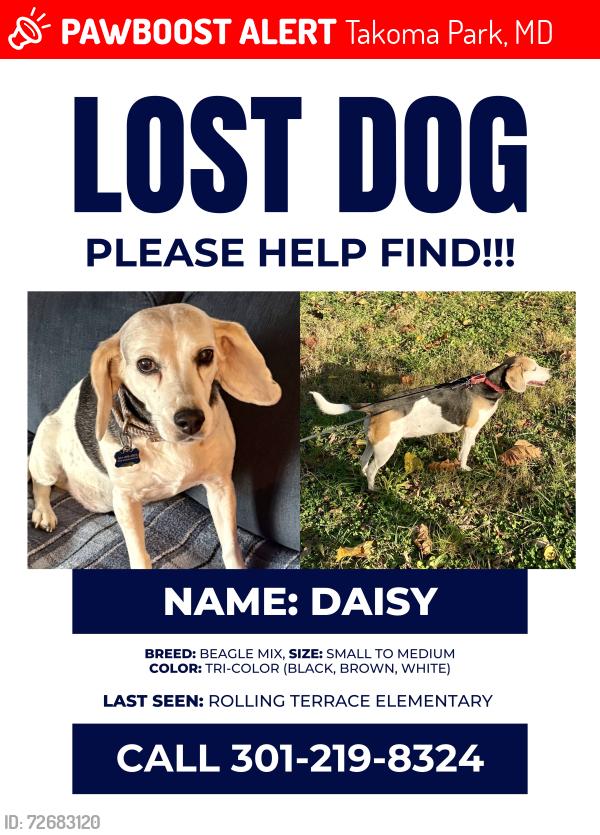 Lost Female Dog last seen Rolling Terrace Elementary School, Silver Spring, MD 20910