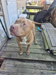 Found/Stray Male Dog last seen Goodview ave near metro park , Akron, OH 44305