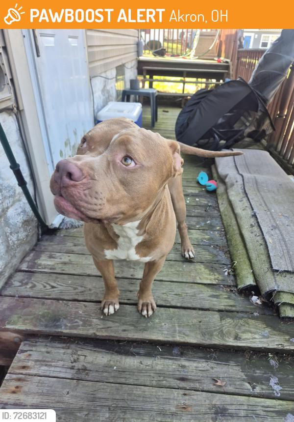 Found/Stray Male Dog last seen Goodview ave near metro park , Akron, OH 44305
