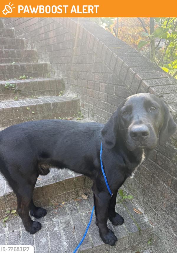 Found/Stray Male Dog last seen Charles Booker, Baker, FL 32531