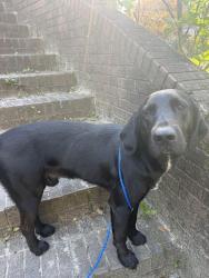 Found/Stray Male Dog last seen Charles Booker, Baker, FL 32531