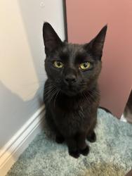 Found/Stray Unknown Cat last seen Brooks St. East Boston High School, Boston, MA 02128