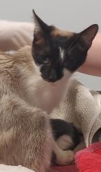 Found/Stray Female Cat last seen Hwy 22 and Old Liberty Rd, Grays Chapel, NC 27248