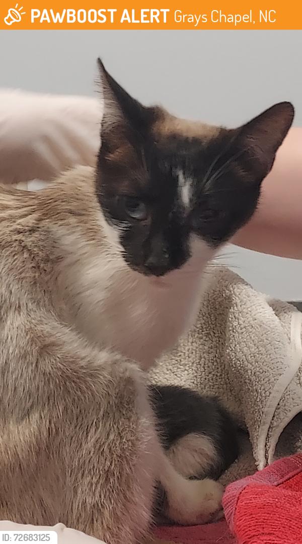 Found/Stray Female Cat last seen Hwy 22 and Old Liberty Rd, Grays Chapel, NC 27248