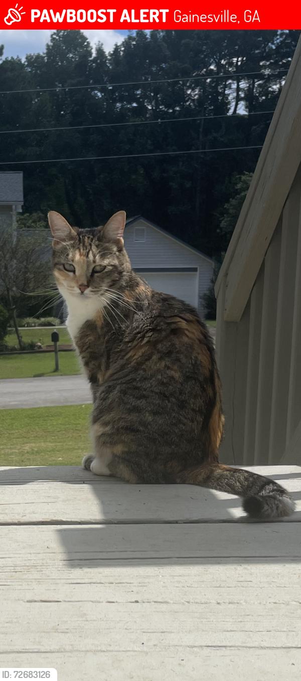 Lost Female Cat last seen Near Southgate Dr Gainesville Ga , Gainesville, GA 30504