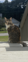 Lost Female Cat last seen Near Southgate Dr Gainesville Ga , Gainesville, GA 30504