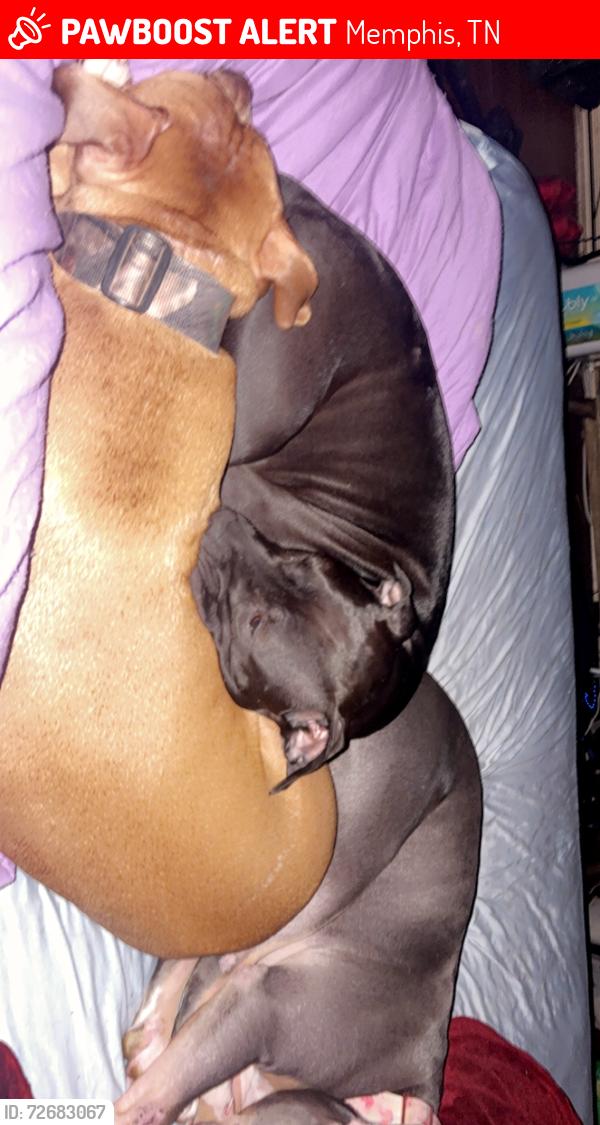 Lost Female Dog last seen Walgreens, Memphis, TN 38018