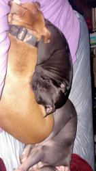 Lost Female Dog last seen Walgreens, Memphis, TN 38018
