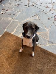 Lost Female Dog last seen Near , Troy, VA 22974