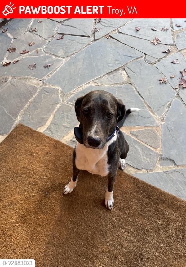 Lost Female Dog last seen Near, Troy, VA 22974