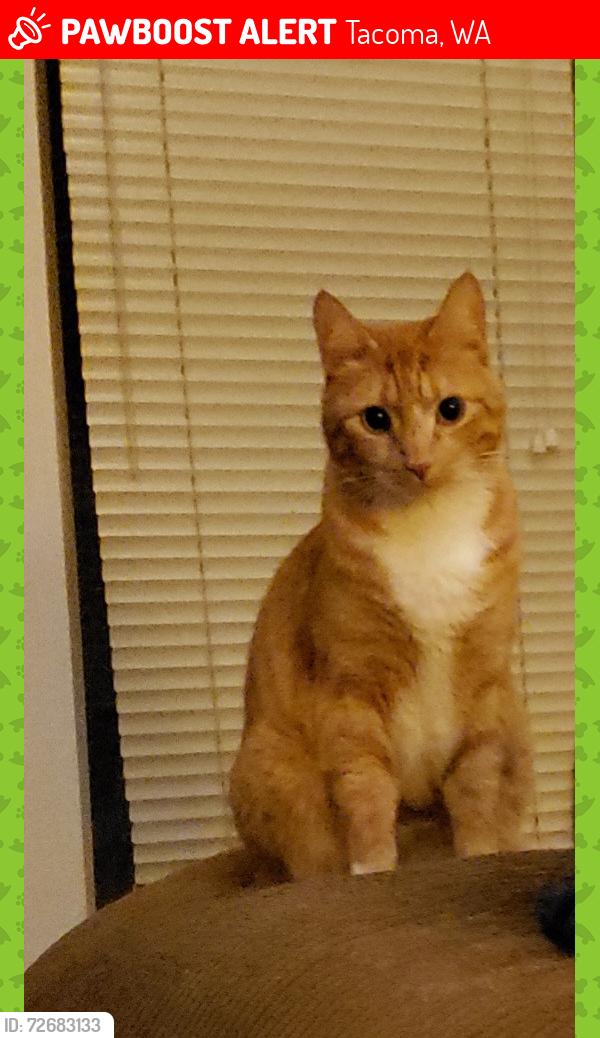 Lost Male Cat last seen 49th Ave Ct E and Brookdale , Tacoma, WA 98446