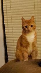 Lost Male Cat last seen 49th Ave Ct E and Brookdale , Tacoma, WA 98446