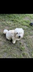 Lost Male Dog last seen Ederville RD S, Fort Worth, TX 76112