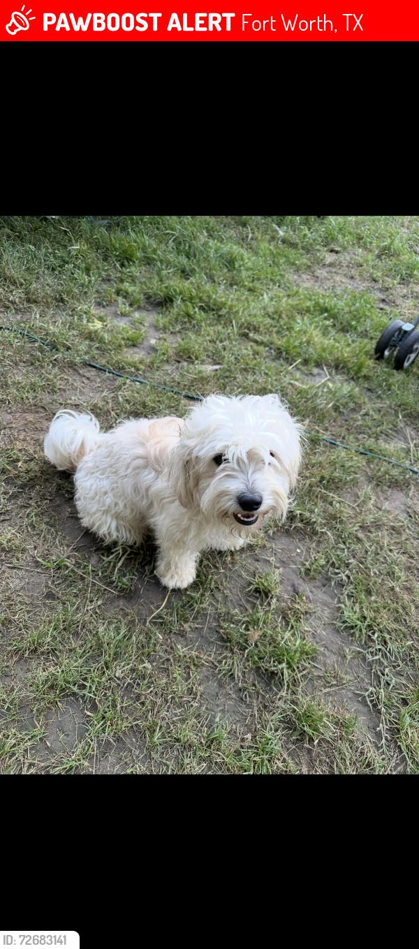 Lost Male Dog last seen Ederville RD S, Fort Worth, TX 76112