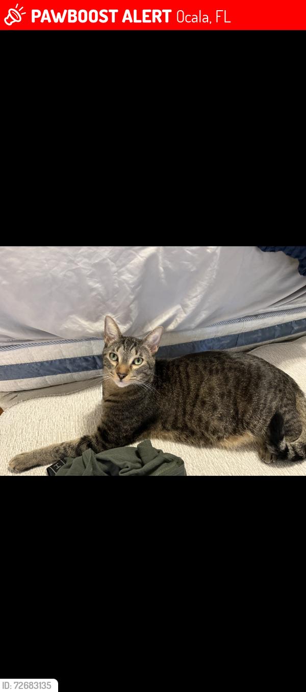 Lost Male Cat last seen Left through door at apmt complex 9, Ocala, FL 34471