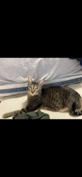 Lost Male Cat last seen Left through door at apmt complex 9, Ocala, FL 34471