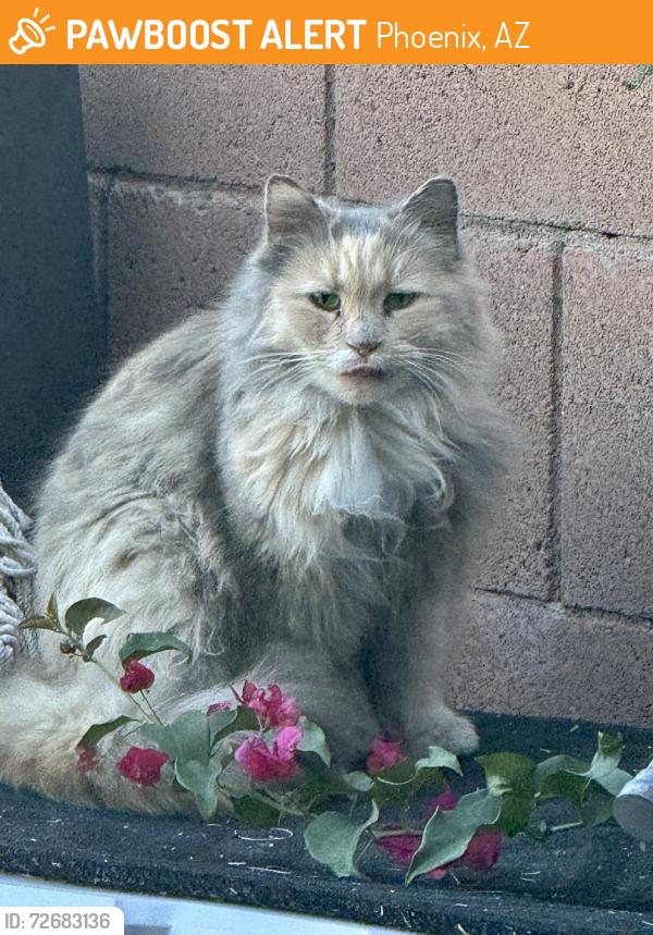 Found/Stray Female Cat last seen 27th street and Hartford Ave , Phoenix, AZ 85032