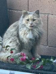 Found/Stray Female Cat last seen 27th street and Hartford Ave , Phoenix, AZ 85032