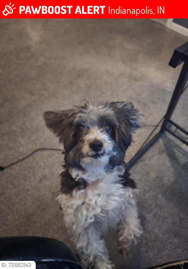 Lost Male Dog last seen Near Valley Creek Way, Indianapolis, IN 46229