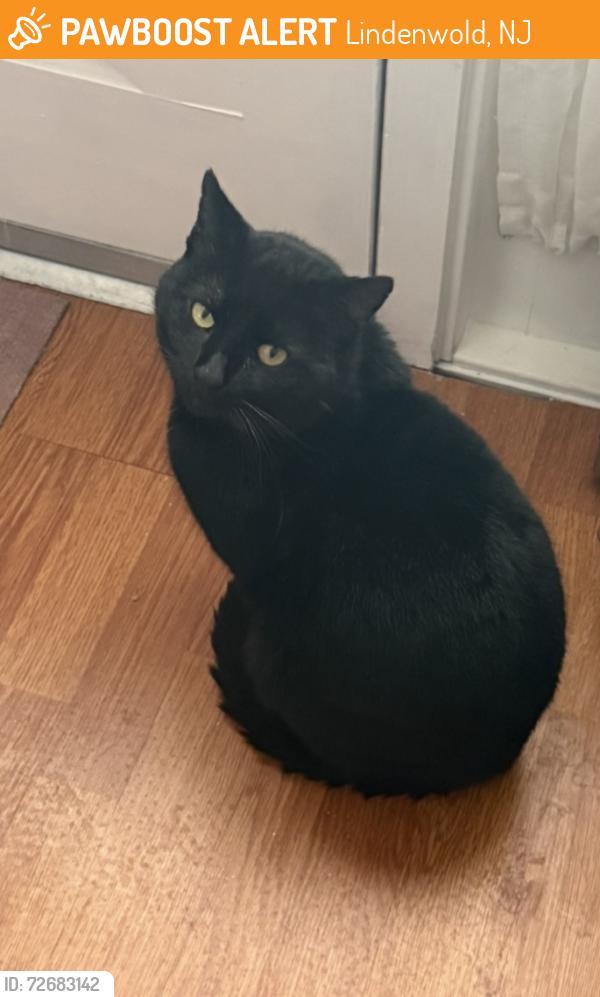 Found/Stray Male Cat last seen White horse pike , Lindenwold, NJ 08021