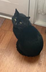 Found/Stray Male Cat last seen White horse pike , Lindenwold, NJ 08021