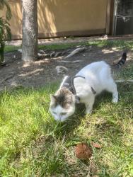 Lost Female Cat last seen NEX in bayview hills, San Diego, CA 92139