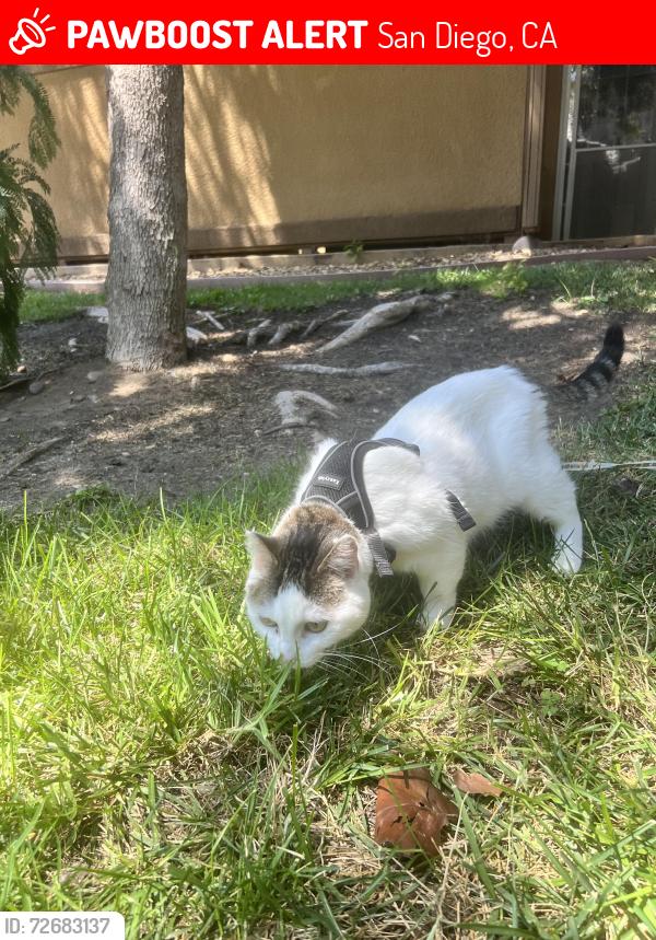 Lost Female Cat last seen NEX in bayview hills, San Diego, CA 92139