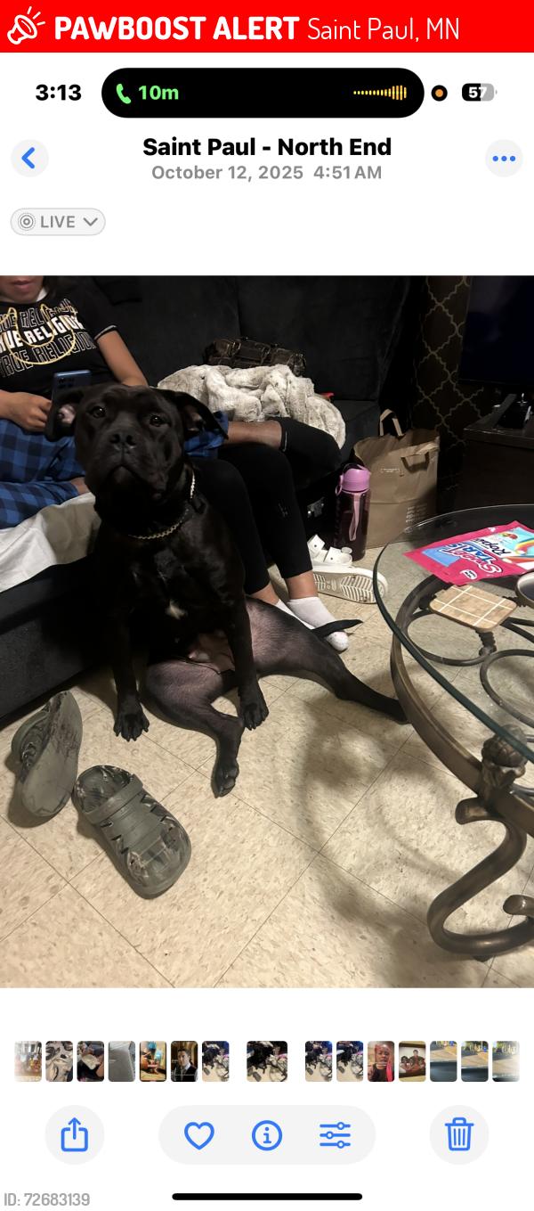 Lost Female Dog last seen mcdonough projects, Saint Paul, MN 55117