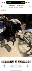 Lost Female Dog last seen mcdonough projects, Saint Paul, MN 55117