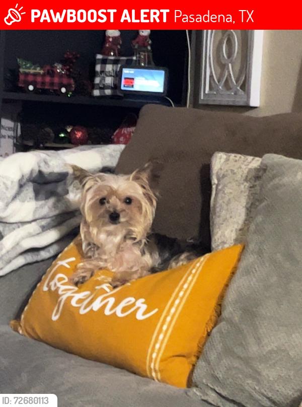 Lost Female Dog last seen Patrick St, 77506, Pasadena, TX 77506