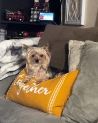 Lost Female Dog last seen Patrick St, 77506, Pasadena, TX 77506