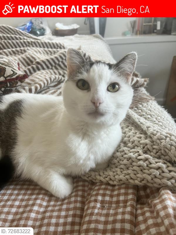 Lost Female Cat last seen Wave Ct-Sandy Shore St-Kenwell St (Bayview Hills) , San Diego, CA 92139