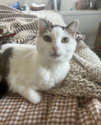 Lost Female Cat last seen Wave Ct-Sandy Shore St-Kenwell St (Bayview Hills) , San Diego, CA 92139